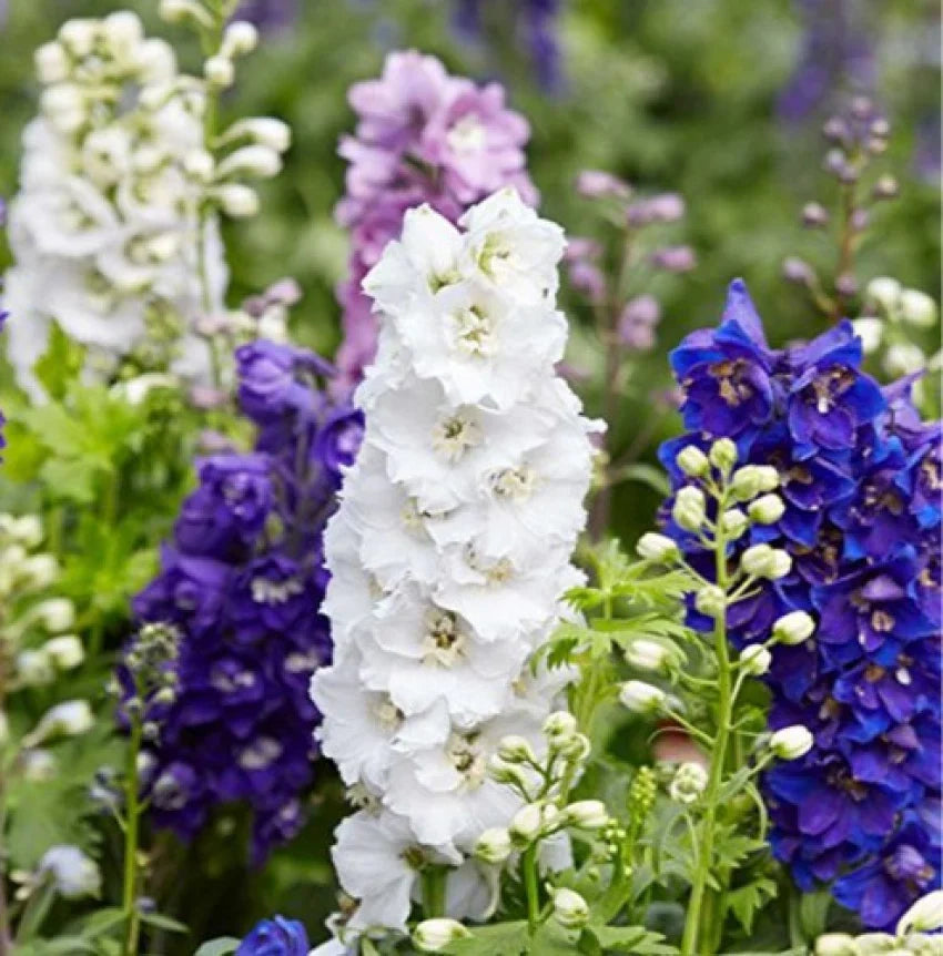 Larkspur flower seeds