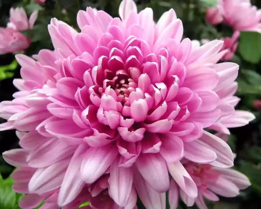 Pink Chrysanthemum flower seeds