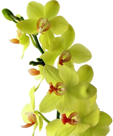 Green Phalaenopsis flower seeds