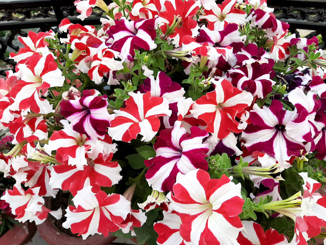 Ultra Star flower seeds