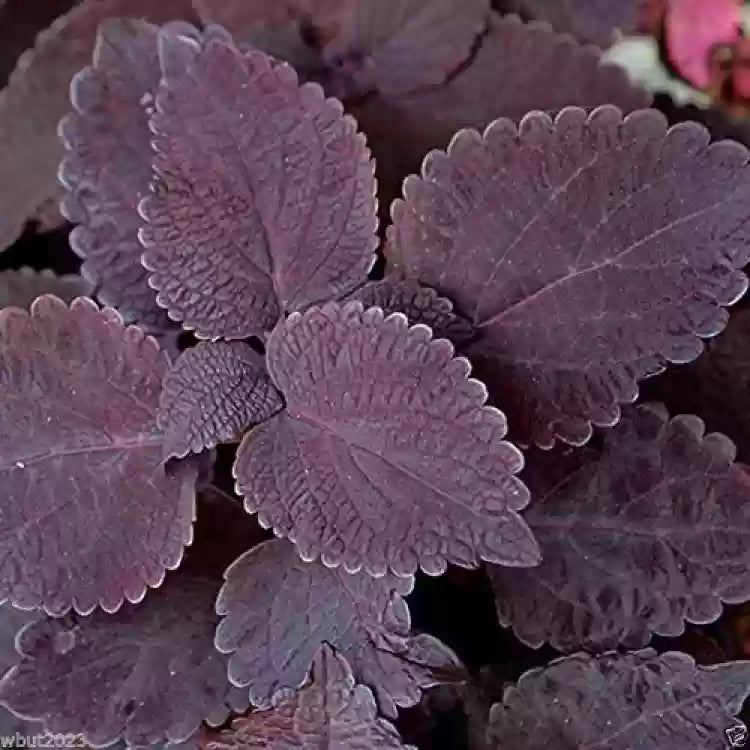 Black Coleus flower seeds