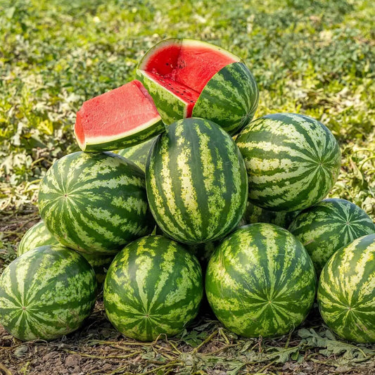 Klondike Watermelon Fruit Seeds with striped green watermelon and sweet red flesh