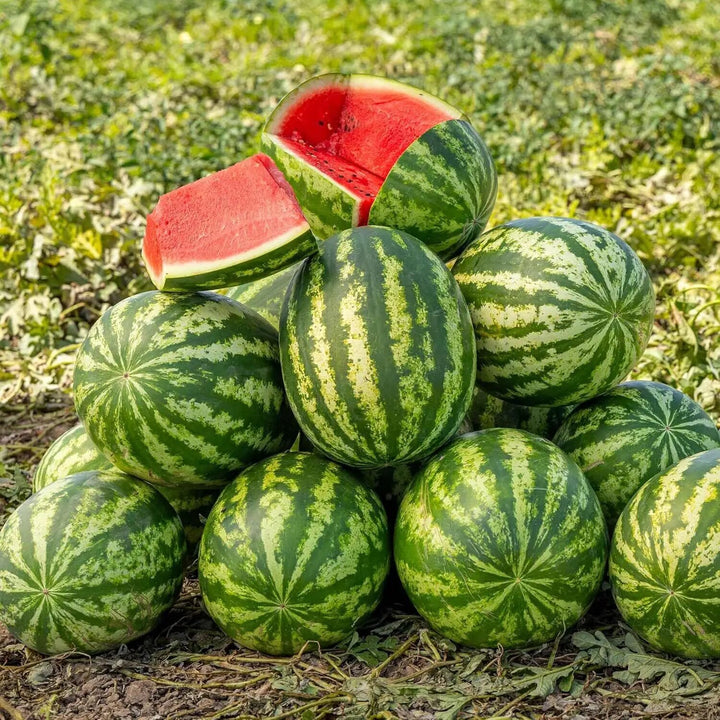 Klondike Watermelon Fruit Seeds with striped green watermelon and sweet red flesh