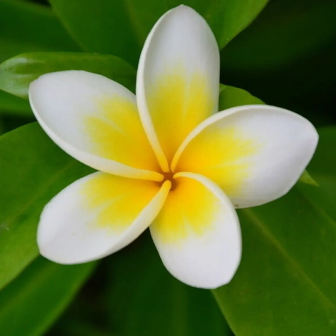 Yellow Egg flower seeds