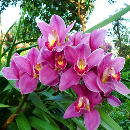 Butterfly Orchid flower seeds