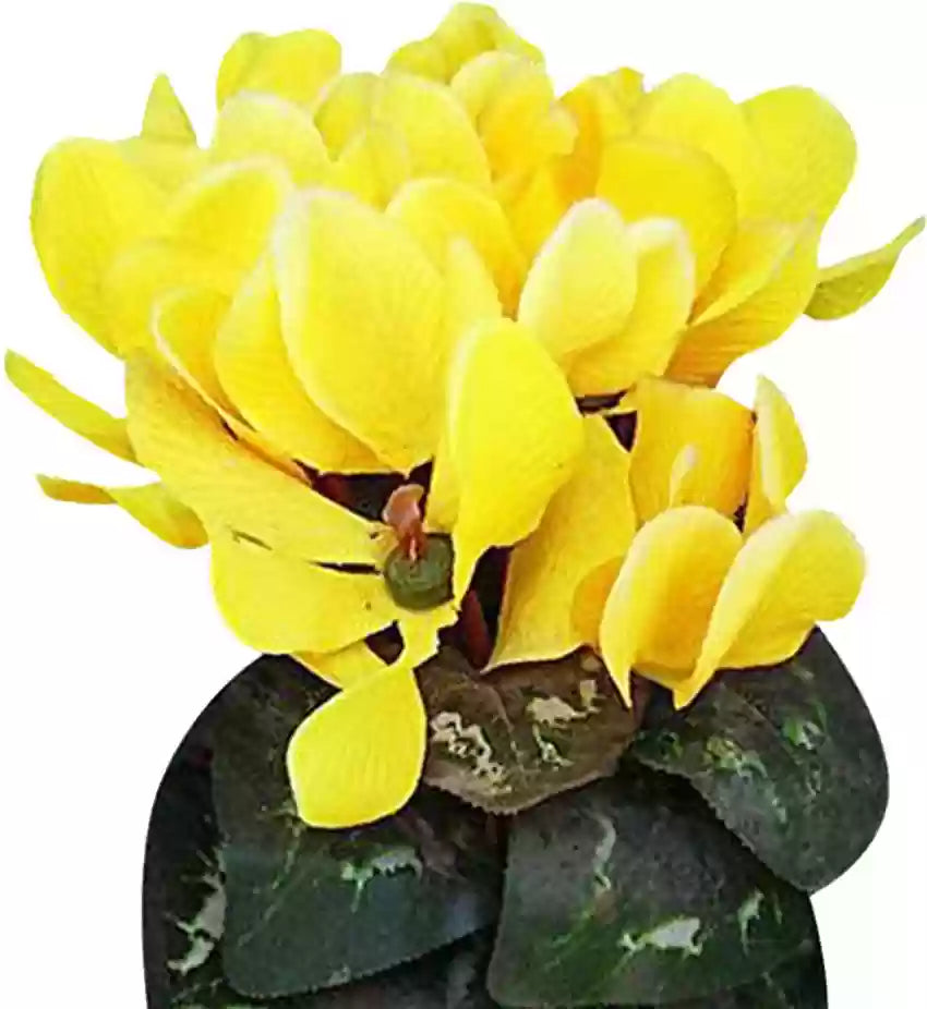 Light Yellow flower seeds