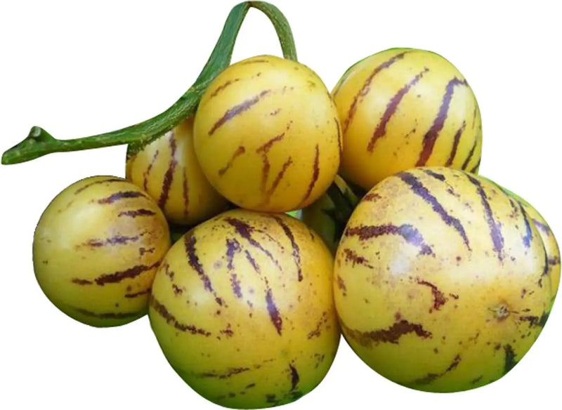 Pepino Melon Seeds for Planting – Solanum muricatum Garden Seeds