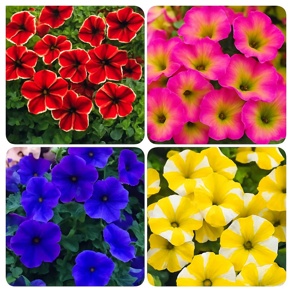 Tacoli Bonsai flower seeds