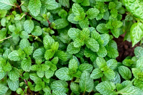 Peppermint Herb Seeds for Planting – Heirloom Non-GMO Garden Seeds