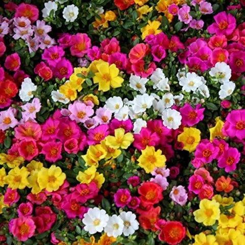 Helianthemum Mutabile flower seeds