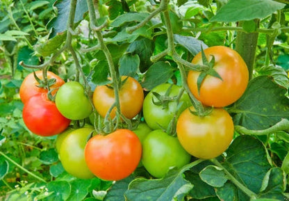 Mixed Tomato Seeds for Planting – Heirloom Garden Collection
