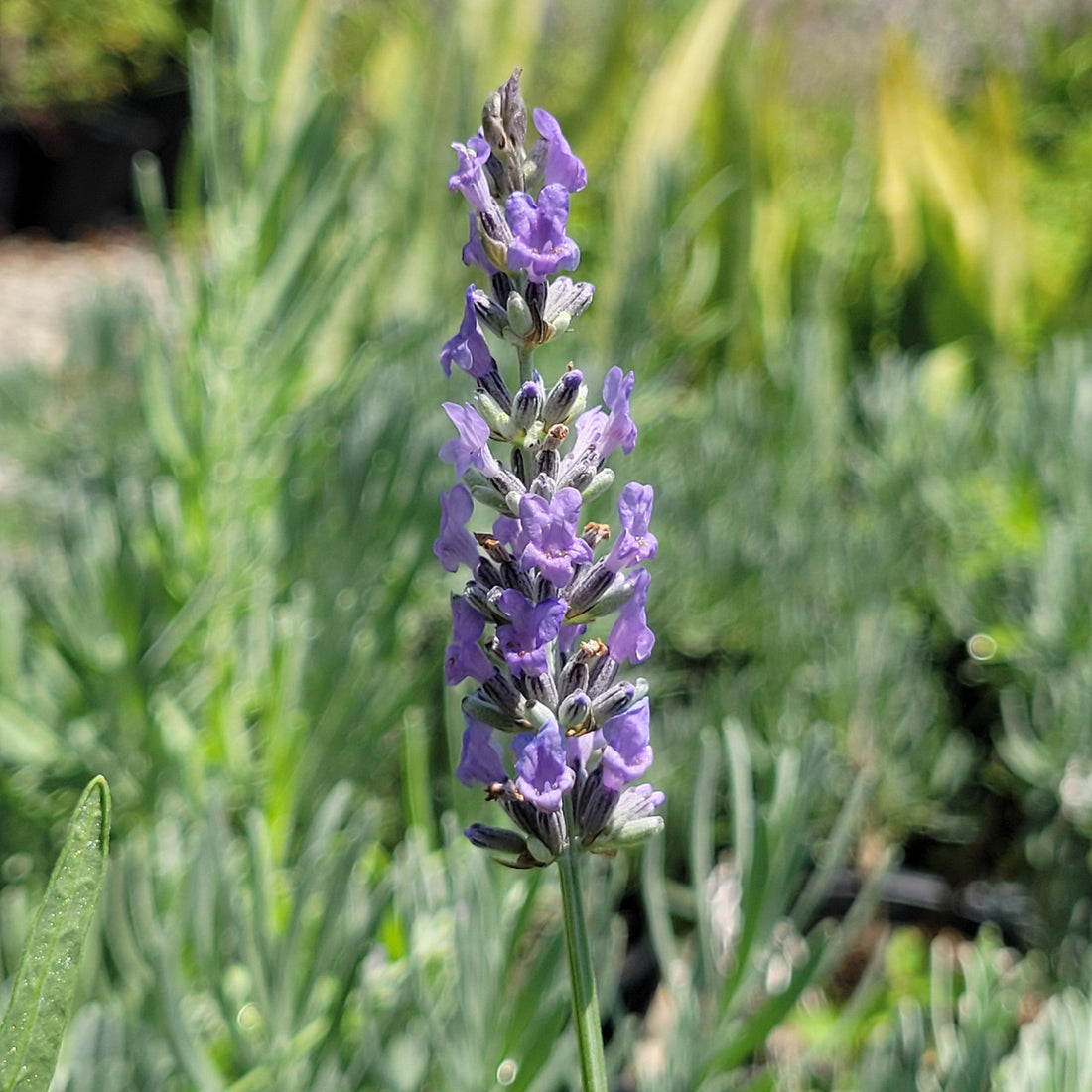 Provence Lavender flower seeds