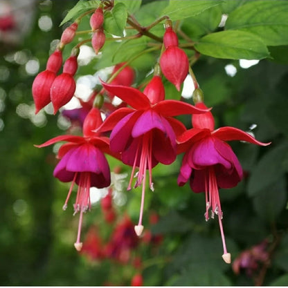 Fuchsia Flower Seeds for Planting – Heirloom Non-GMO Garden Seeds