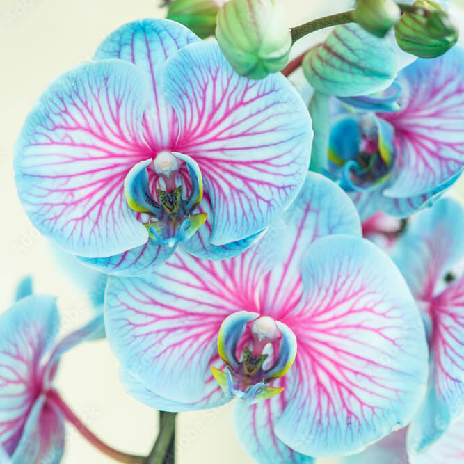 and Pink Orchid plant