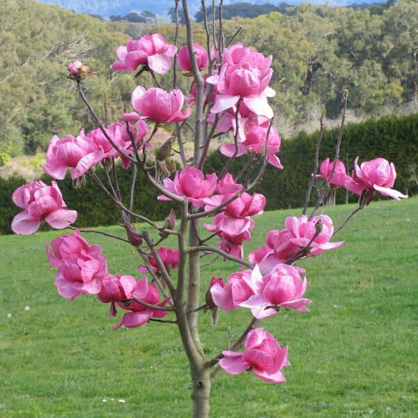 Northern Magnolia flower seeds