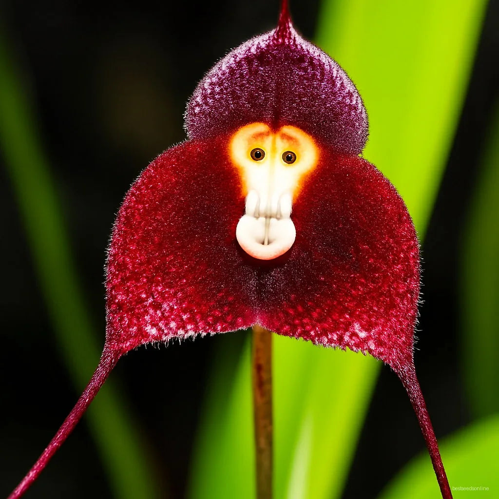 Red Monkey flower seeds