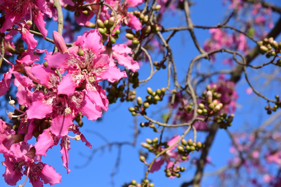 Pink Jacaranda flower seeds