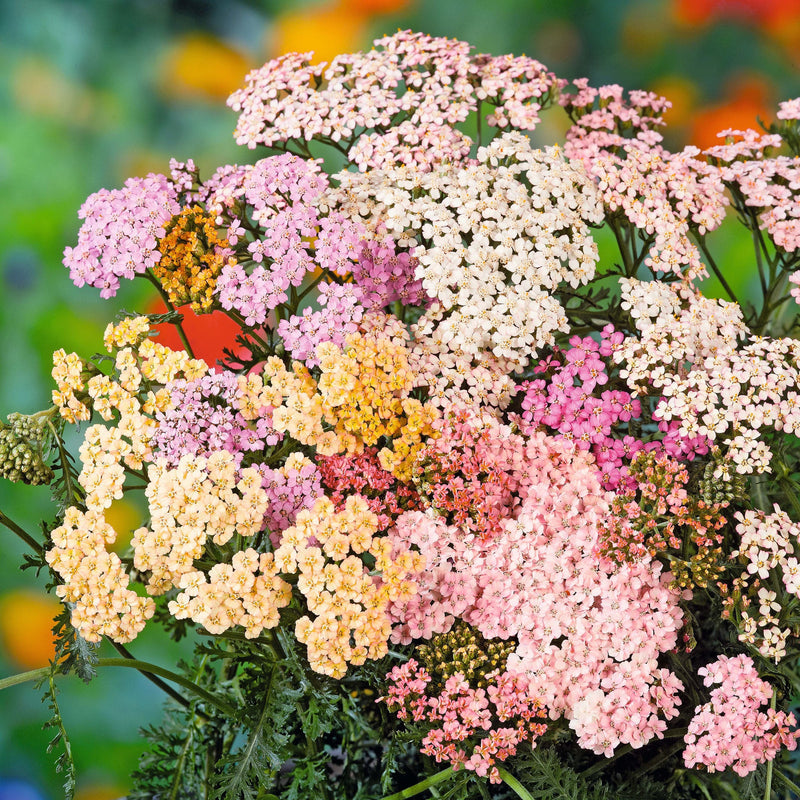 Mixed Achillea Flower Seeds for Planting – Heirloom Non-GMO Garden Seeds