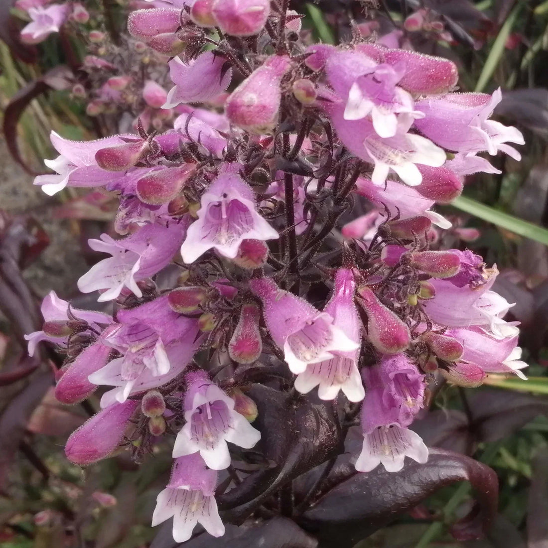 Violet Penstemon flower seeds