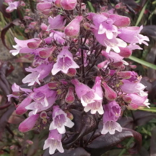 Violet Penstemon flower seeds