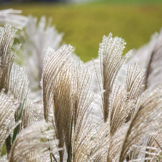 Silver Grass plant