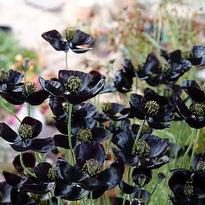 Graines de capucine noire à planter – Fleurs bordeaux profond pour jardins