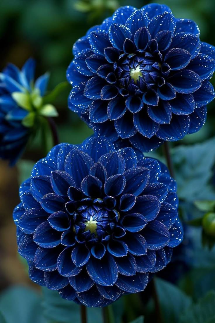 Dark Blue flower seeds