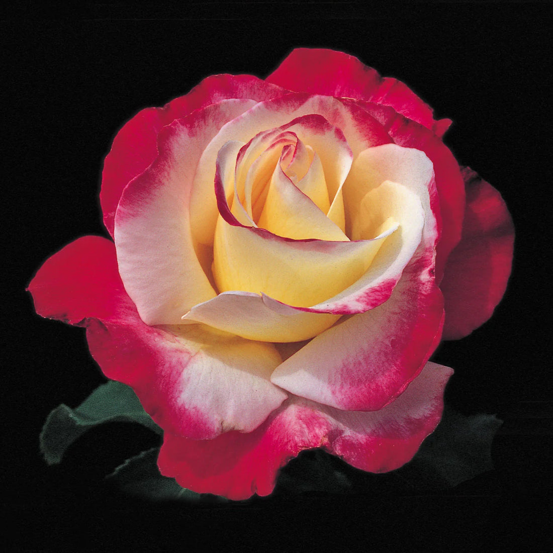 Double Delight flower seeds