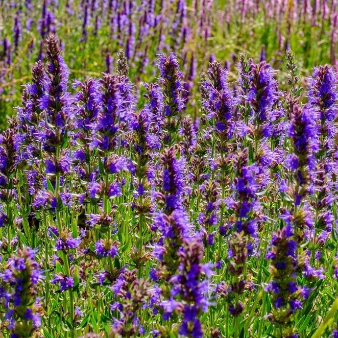 Blue Hyssop flower seeds