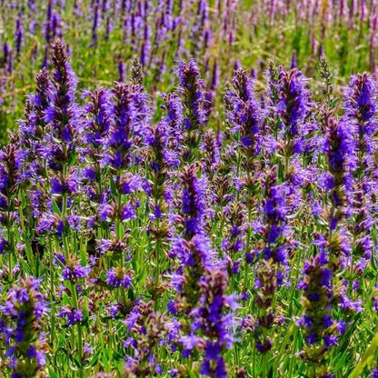 Blue Hyssop flower seeds