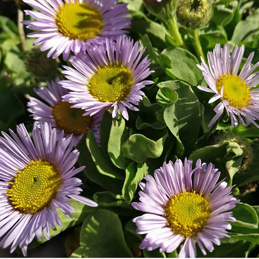 Violet Erigeron flower seeds