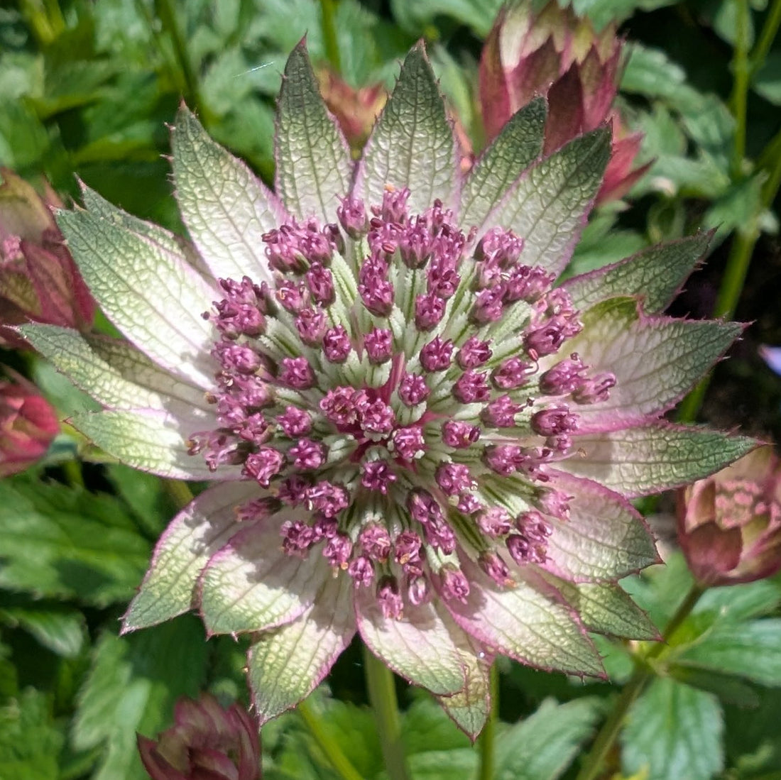 Blue Masterwort flower seeds