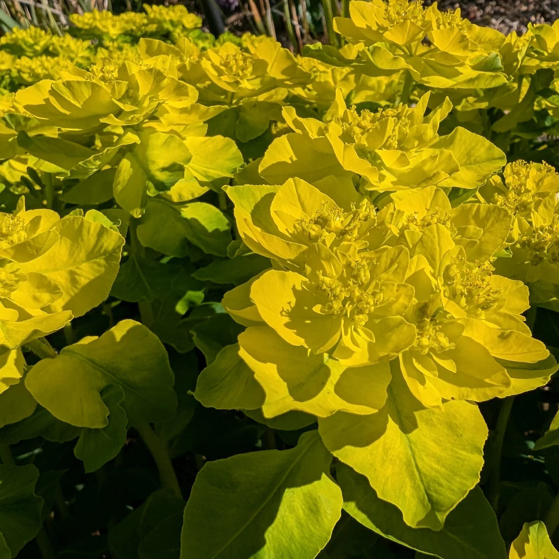 Euphorbia Lathyris flower seeds