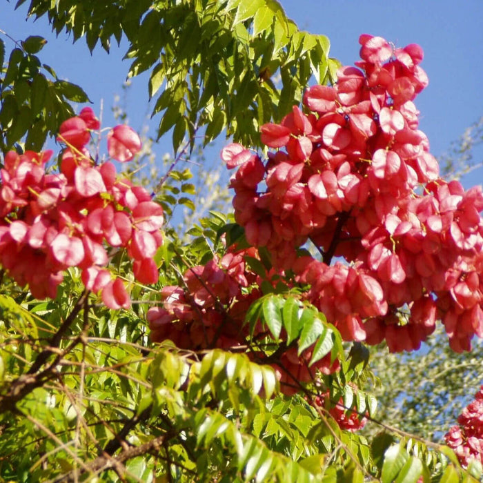 Cassia Koelreuteria Paniculata plant