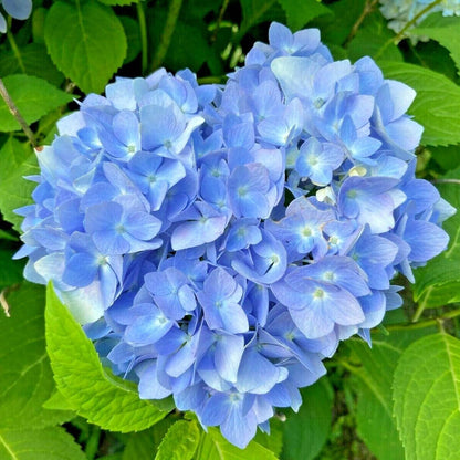 Blue Hydrangea plant