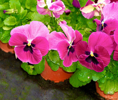 Pansy Swiss flower seeds