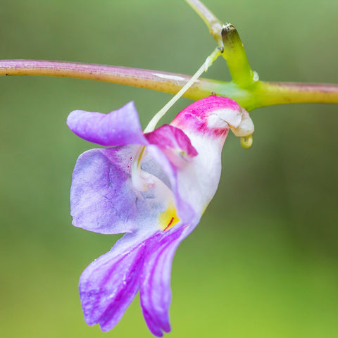 Parrot Orchid flower seeds