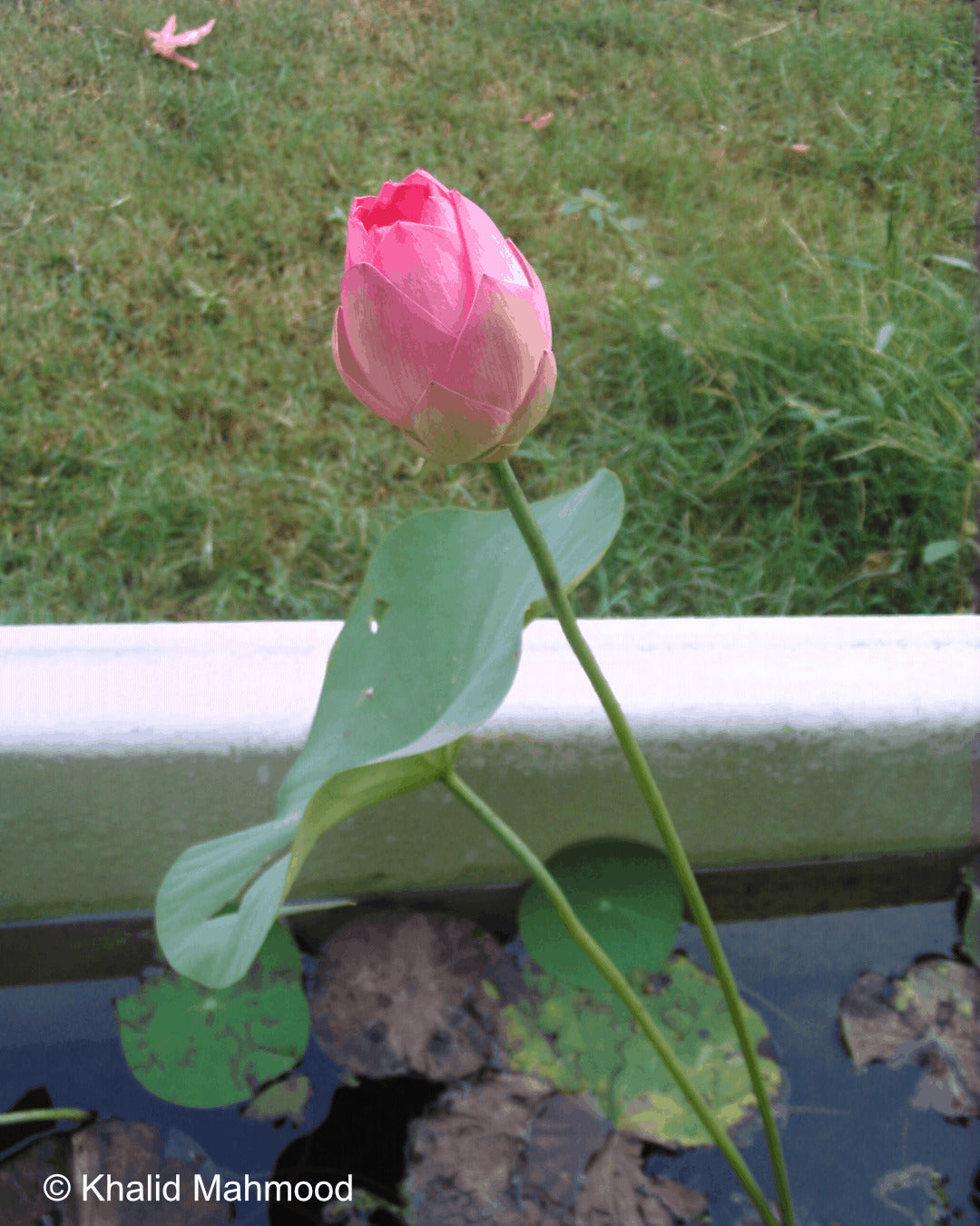 Root Lotus plant
