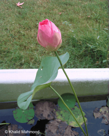 Root Lotus plant