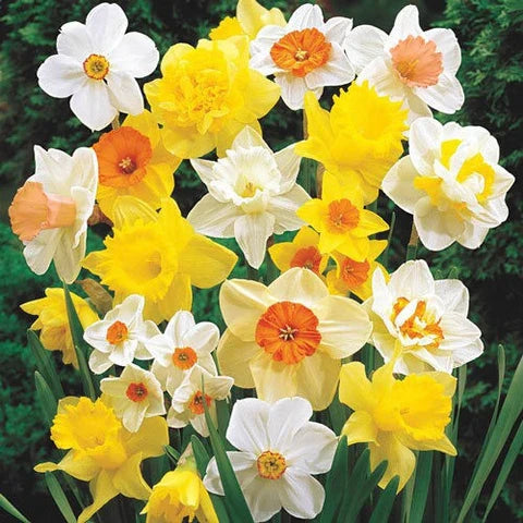 Double Petals flower seeds
