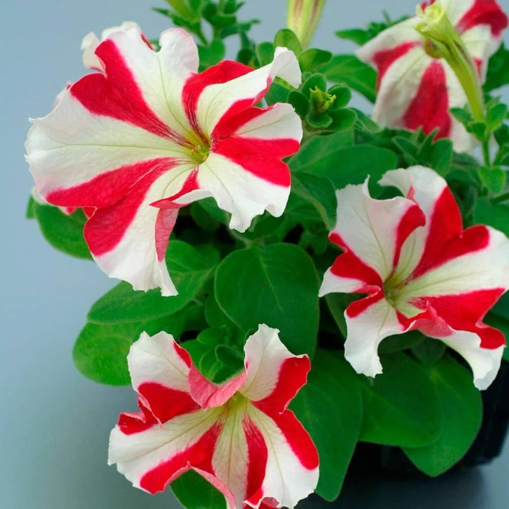 White Red flower seeds