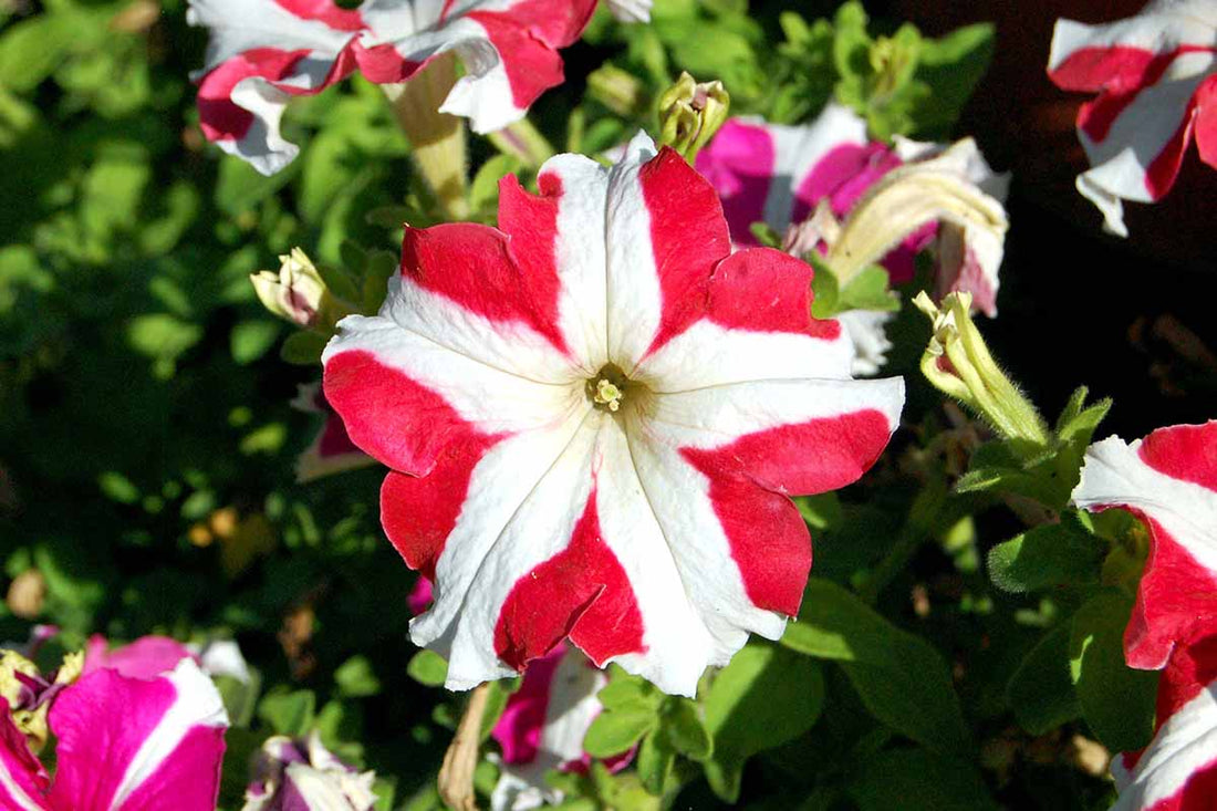 White Red flower seeds