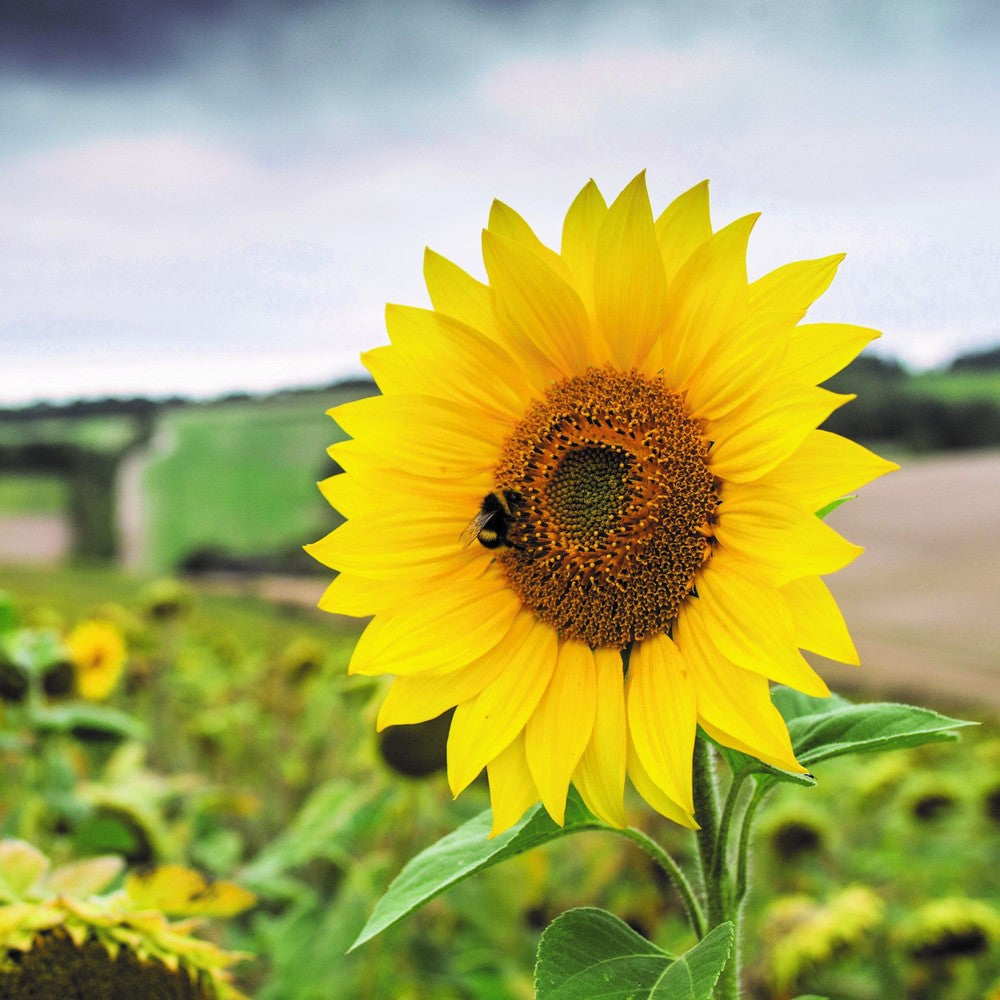 Giant Yellow flower seeds