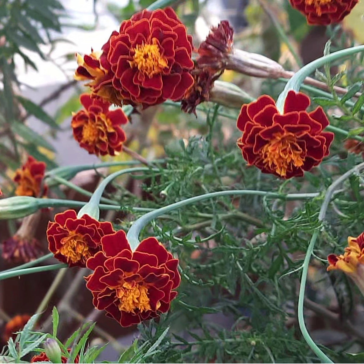 & Yellow Marigold plant