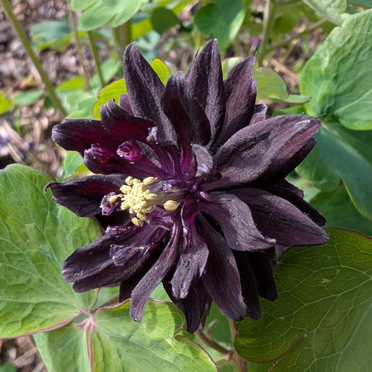 Barlow flower seeds