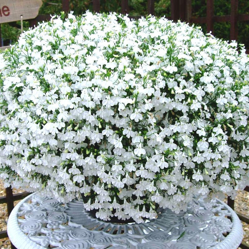 Lobelia Pendula flower seeds