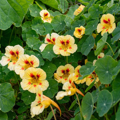 Nasturtium Flower Seeds for Planting – Heirloom Non-GMO Garden Seeds