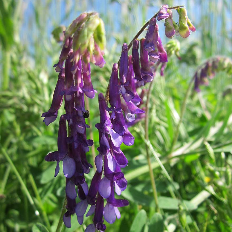 Purple Vetch flower seeds