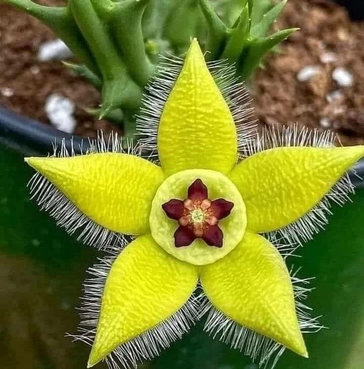 Stapelia Pulchella flower seeds