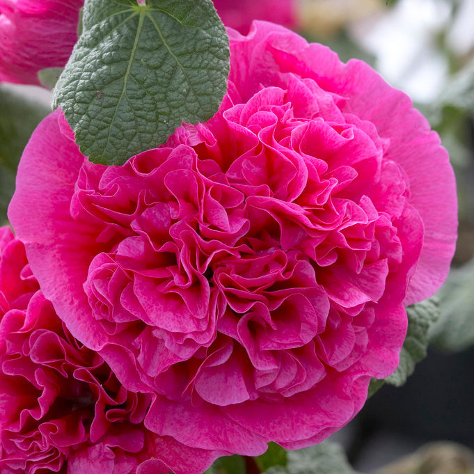 Hollyhock flower seeds